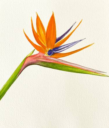 Print of Fine Art Floral Paintings by robin maguire