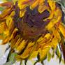 Wilting Sunflower2 Detail5