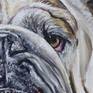 Detail of Bulldog's left eye