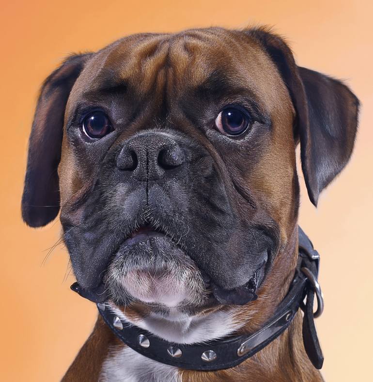 Original Portraiture Animal Photography by Gandee Vasan