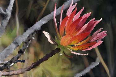 Drakensberg Protea thumb