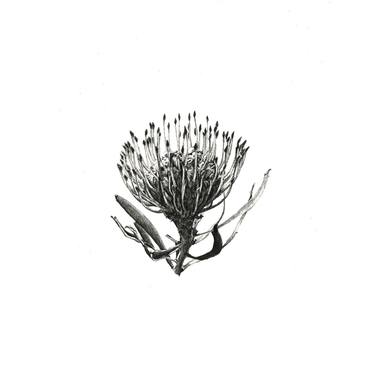 Original Realism Botanic Drawings by Jane Pitchford