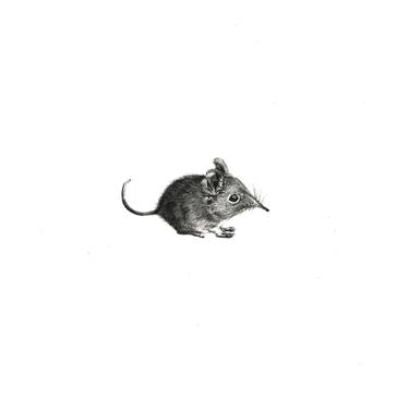 Original Realism Animal Drawings by Jane Pitchford