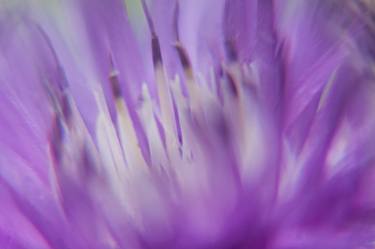 Print of Floral Photography by Ievgen Gubareni