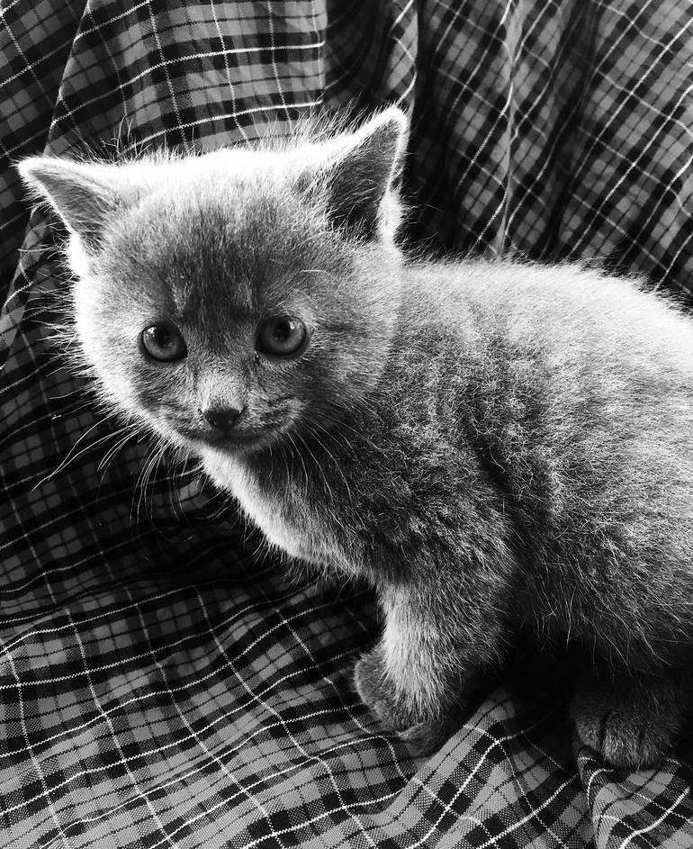 Grey Kitten 2, Denmark - Limited Edition 1 of 5 Photography by Pamela ...