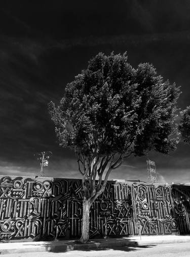 "Tree with Graffiti" - Limited Edition 1 of 5 thumb