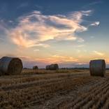 After harvest by Vanja Vidaković