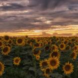 Sunflowers at sunset by Vanja Vidaković