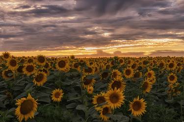 Sunflowers at sunset thumb