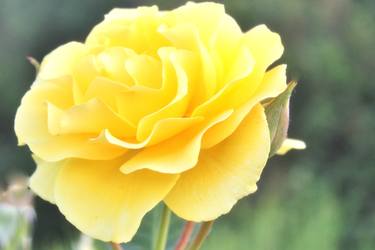 Golden Rose thumb