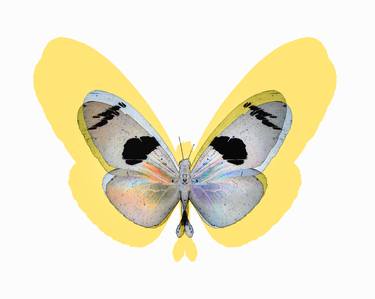 Beauty in Death - Butterfly #1 thumb
