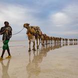 Camels on the water second part 1/25 - Limited Edition of 25 by Georgijus Korobkovas