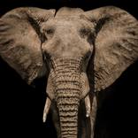 African Elephant (large print 44x64in 112x162cm) - Limited Edition 2 of 10 by Georgijus Korobkovas