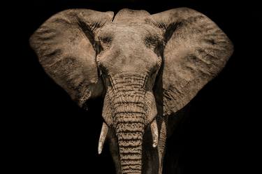 African Elephant (large print 44x64in 112x162cm) - Limited Edition 2 of 10 thumb
