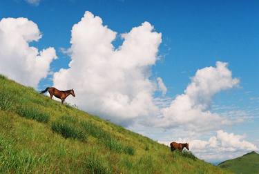Print of Horse Photography by Anton Popov