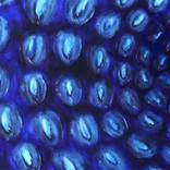 Collection rhapsody  in blue 