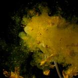 sensual flowers by ela zubrowska