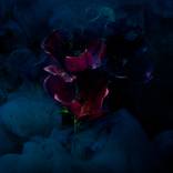 color is on flowers by ela zubrowska