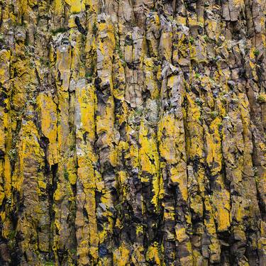 Yellow Lichen - Limited Edition 1 of 10 thumb