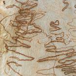 Collection Into the Woods V1