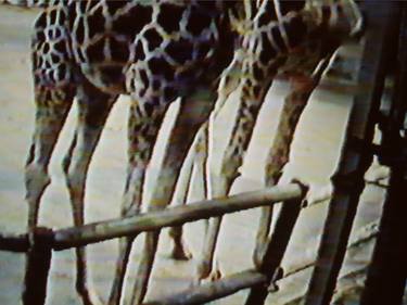 Untitled (Giraffe Legs) - Limited Edition 1 of 8 thumb