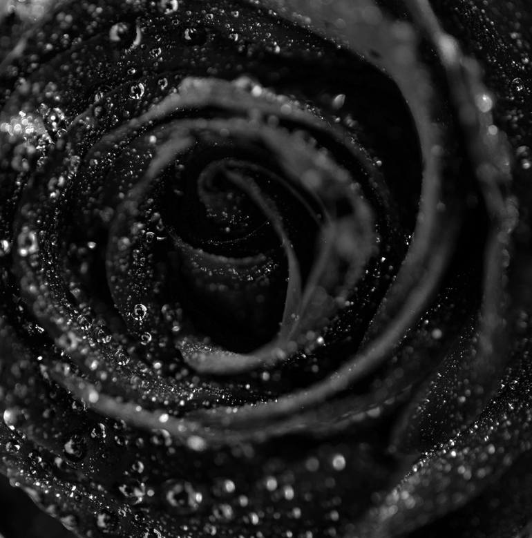 Gothic Rose - Limited Edition 1 of 10 Photography by Alexandr Tuev ...