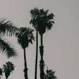 Tropical Garden by Eszter Papp