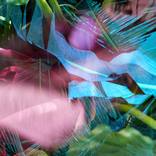 Imagined Jungles - Limited Edition of 15 by Eszter Papp