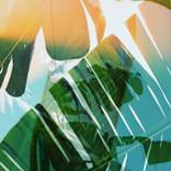 Imagined Jungles by Eszter Papp