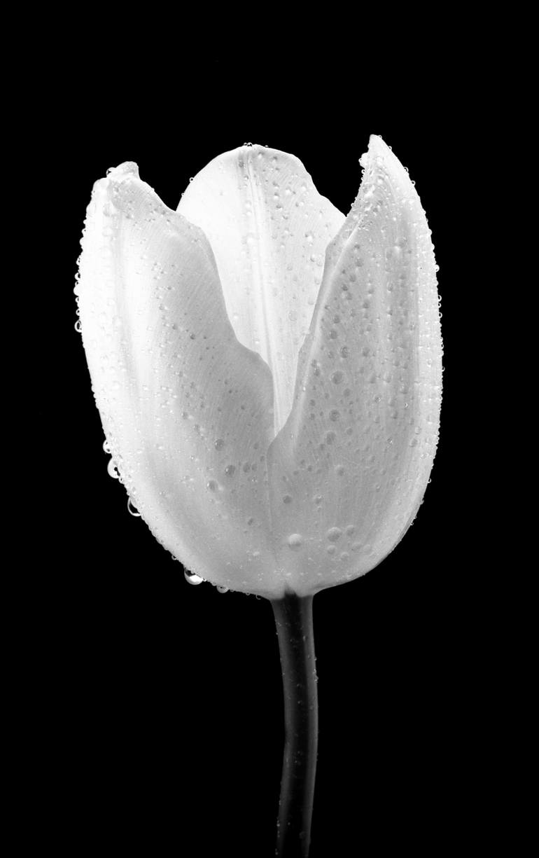 black and white tulip photography