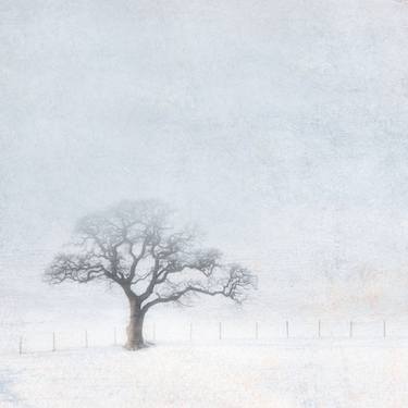 Original Impressionism Tree Photography by Steven Le Prevost