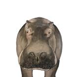 Hippopotamus by Jonathan Rozo