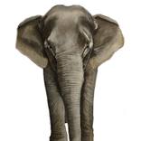 Elephant by Jonathan Rozo