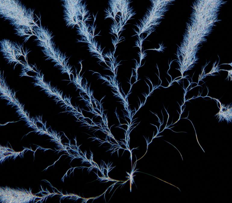 Original Abstract Nature Photography by Antonio Romero