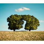 Collection Mom's house