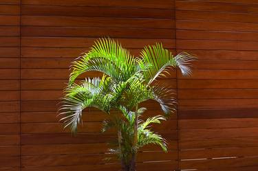 Indoor Palm & Wood Panelling, Ecuador - Limited Edition of 20 thumb