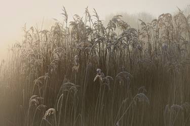 Frozen Reeds, London - Limited Edition of 20 thumb