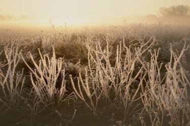 Frozen Grasses, London - Limited Edition of 20 thumb