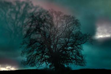 Blue Oak Tree with Red Reflection, Wales - Limited Edition of 20 thumb