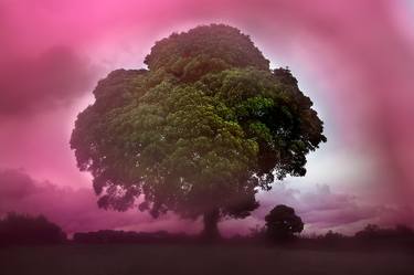 Green Oak & Pink Sky, Wales - Limited Edition of 20 thumb