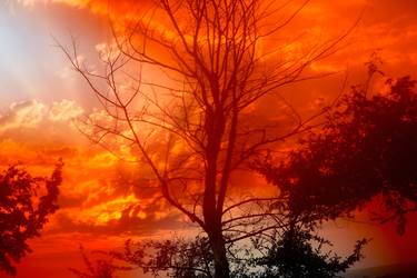 Winter Tree & Orange Sky, Wales - Limited Edition of 20 thumb