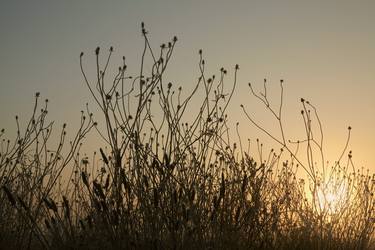 Winter Grasses, London - Limited Edition of 20 thumb