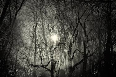 Saatchi Art Artist ALAN POWDRILL; Photography, “Forest Double Exposure #02, Epping - Limited Edition of 20” #art