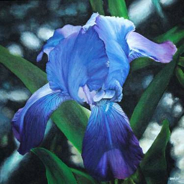 Blue Iris thumb