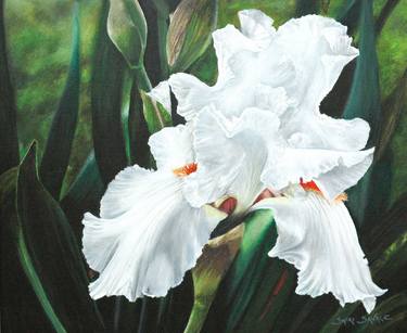 white Iris thumb