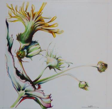 Original Fine Art Botanic Drawings by Akemi Watanabe