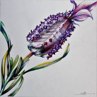 Original Fine Art Botanic Drawings by Akemi Watanabe