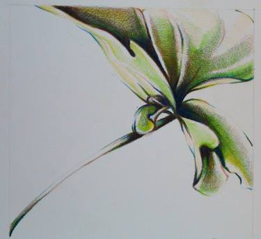 Original Fine Art Botanic Drawings by Akemi Watanabe