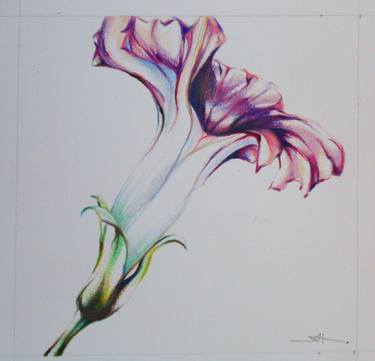 Original Botanic Drawings by Akemi Watanabe