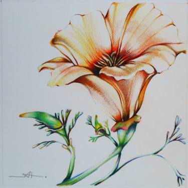 Original Fine Art Floral Drawings by Akemi Watanabe